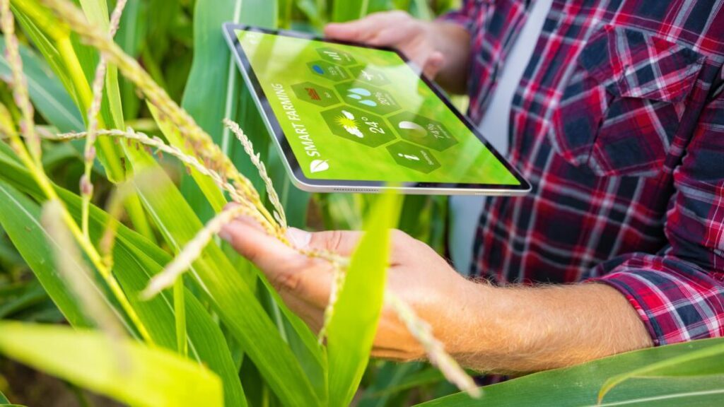 Produtor rural usa tablet com painel de smart farming em lavoura de milho, mostrando os efeitos da política de inovação no campo.